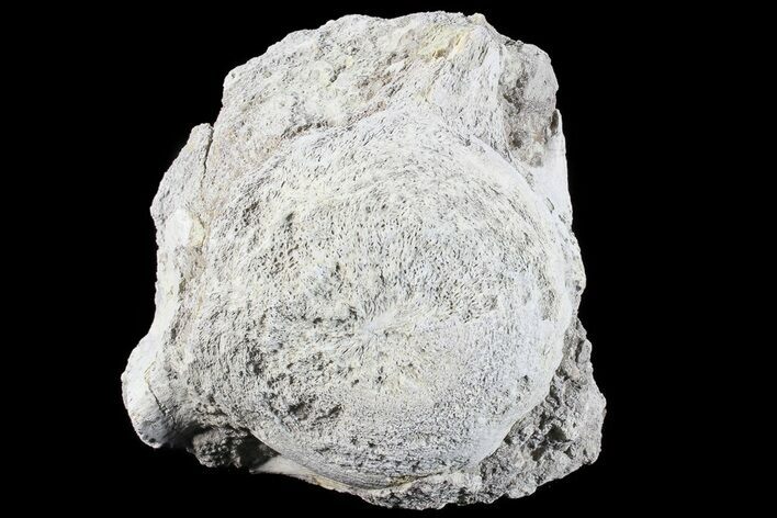 Fossil Brontotherium (Titanothere) Vertebrae - South Dakota #73233